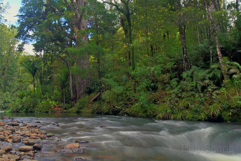 Waipoua2 HDR.jpg - Waipoua River